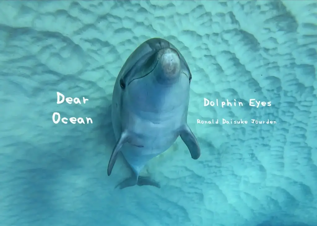 Dolphin Eyes が撮影した、バンドウイルカの水中写真、Dear Ocean 写真集の表紙になっている