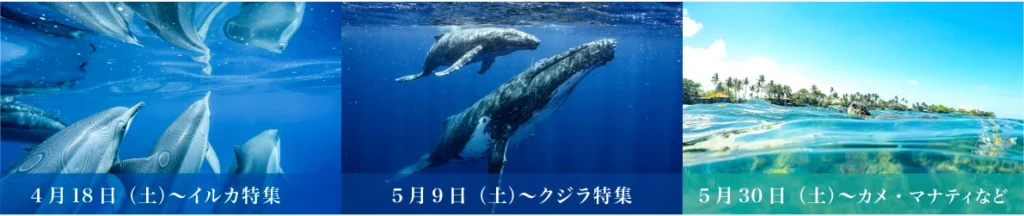 Dolphin Eyes/ Ronald Daisuke Jourden -Exhibition- 人吉くまりばのフライヤーの一部