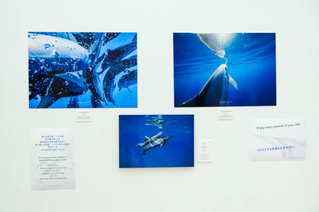 2026年3月24日〜29日不知火美術館・図書館にてDOLPHIN EYESが見た世界　ーイルカたちからのメッセージー展示会の画像