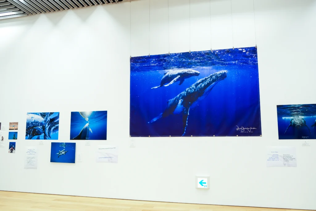 2026年3月24日〜29日不知火美術館・図書館にてDOLPHIN EYESが見た世界　ーイルカたちからのメッセージー展示会の画像