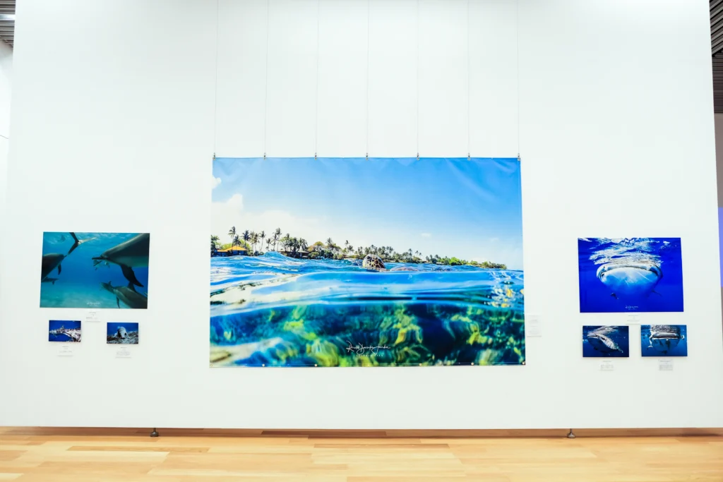2026年3月24日〜29日不知火美術館・図書館にてDOLPHIN EYESが見た世界　ーイルカたちからのメッセージー展示会の画像