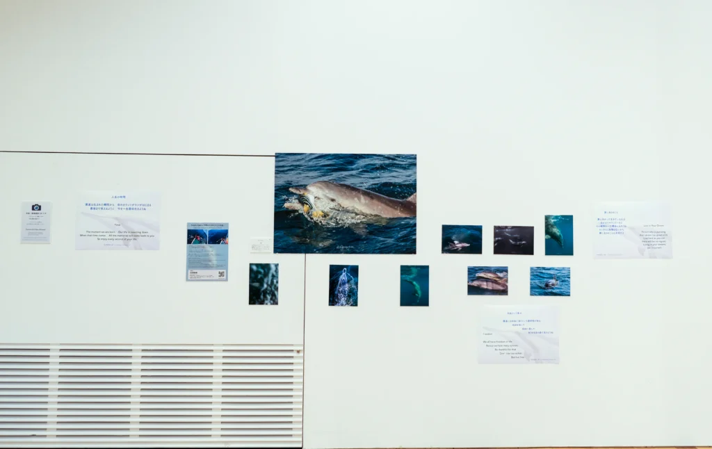 2026年3月24日〜29日不知火美術館・図書館にてDOLPHIN EYESが見た世界　ーイルカたちからのメッセージー展示会の画像