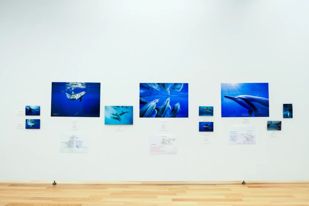 2026年3月24日〜29日不知火美術館・図書館にてDOLPHIN EYESが見た世界　ーイルカたちからのメッセージー展示会の画像