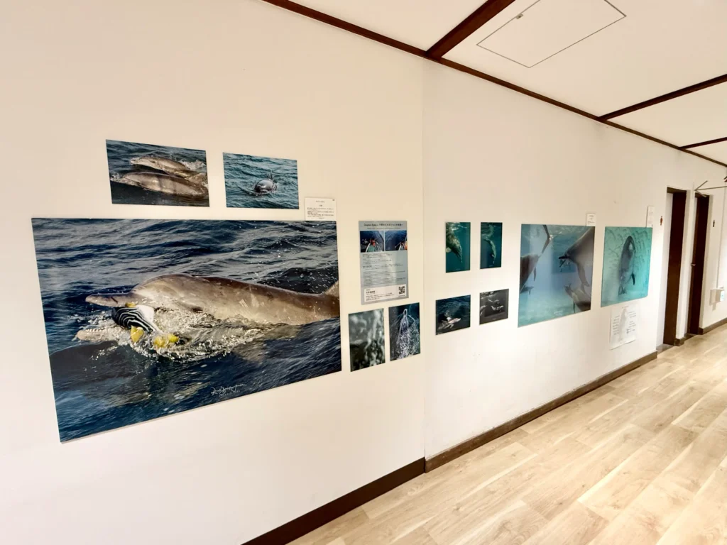 4月18日〜6月20日 Dolphin Eyes展示会、人吉くまりば、イルカ特集の画像