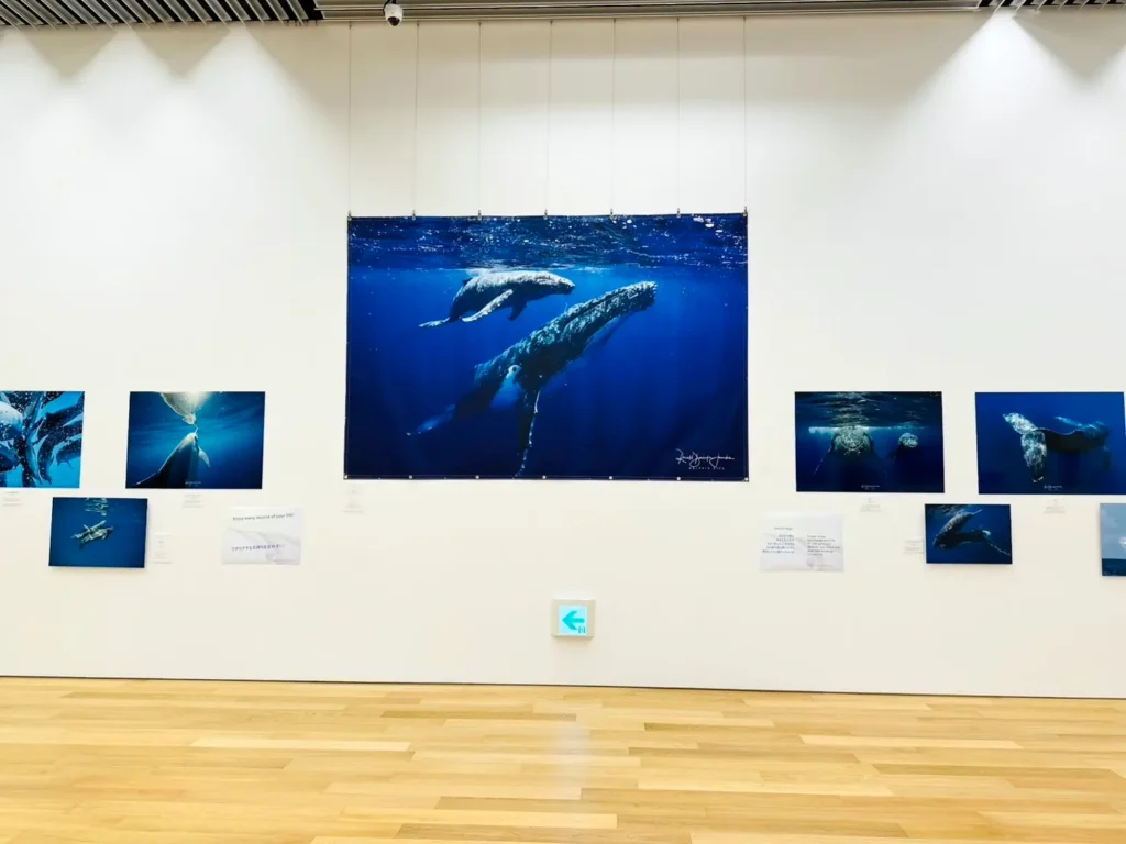 2026年3月24日〜29日不知火美術館・図書館にてDOLPHIN EYESが見た世界　ーイルカたちからのメッセージー展示会の画像