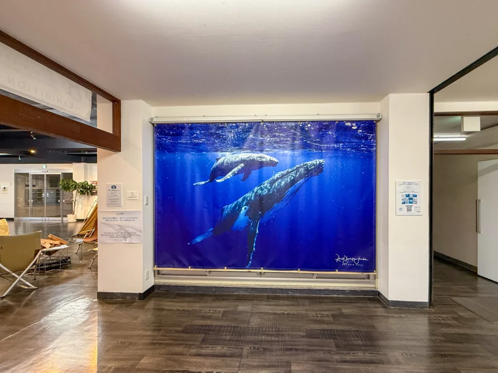 4月18日〜6月20日 Dolphin Eyes展示会、人吉くまりば、5月9日〜クジラ特集の画像