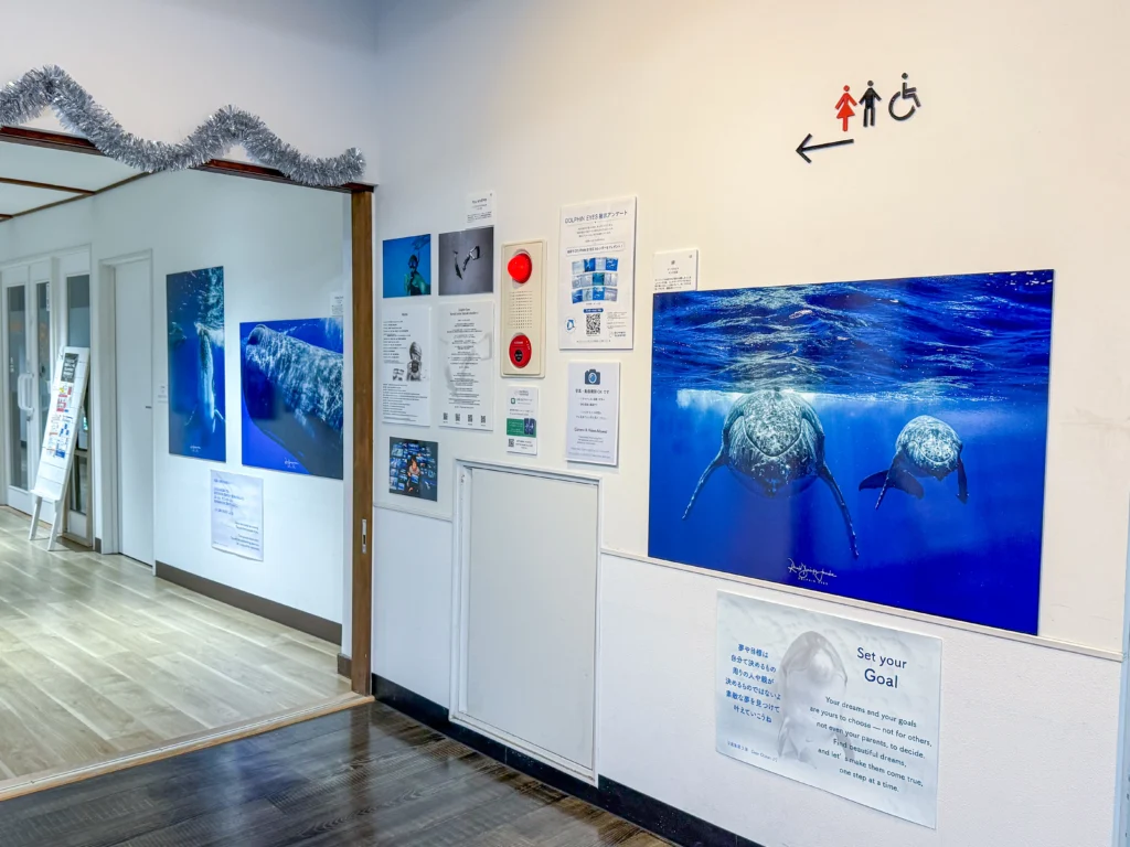 4月18日〜6月20日 Dolphin Eyes展示会、人吉くまりば、5月9日〜クジラ特集の画像