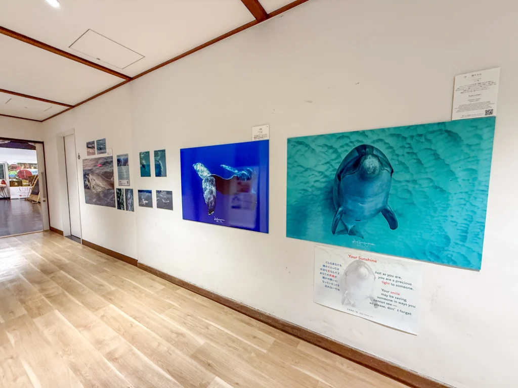 4月18日〜6月20日 Dolphin Eyes展示会、人吉くまりば、5月9日〜クジラ特集の画像