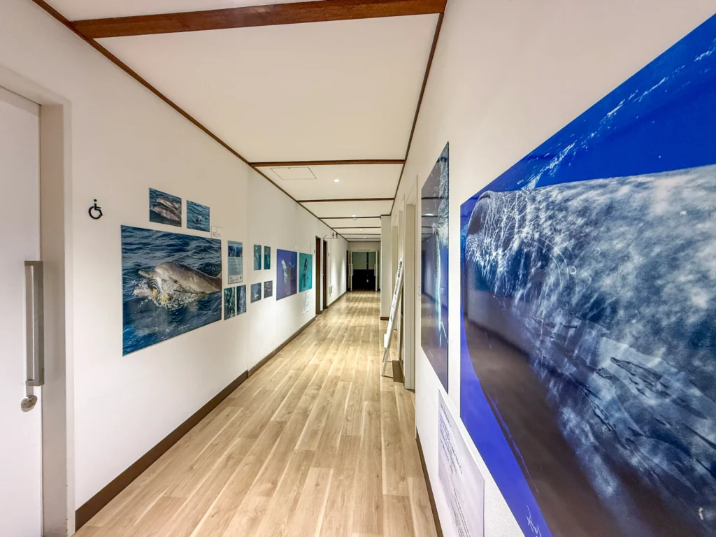 4月18日〜6月20日 Dolphin Eyes展示会、人吉くまりば、5月9日〜クジラ特集の画像