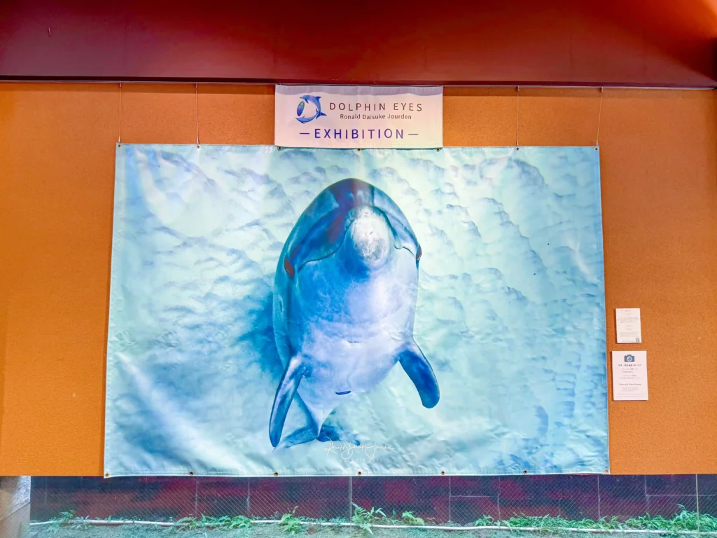 2026年7月27日〜8月10日、お菓子の香梅ドゥ・アート・スペース人吉店にてDOLPHIN EYES 展示会の様子
