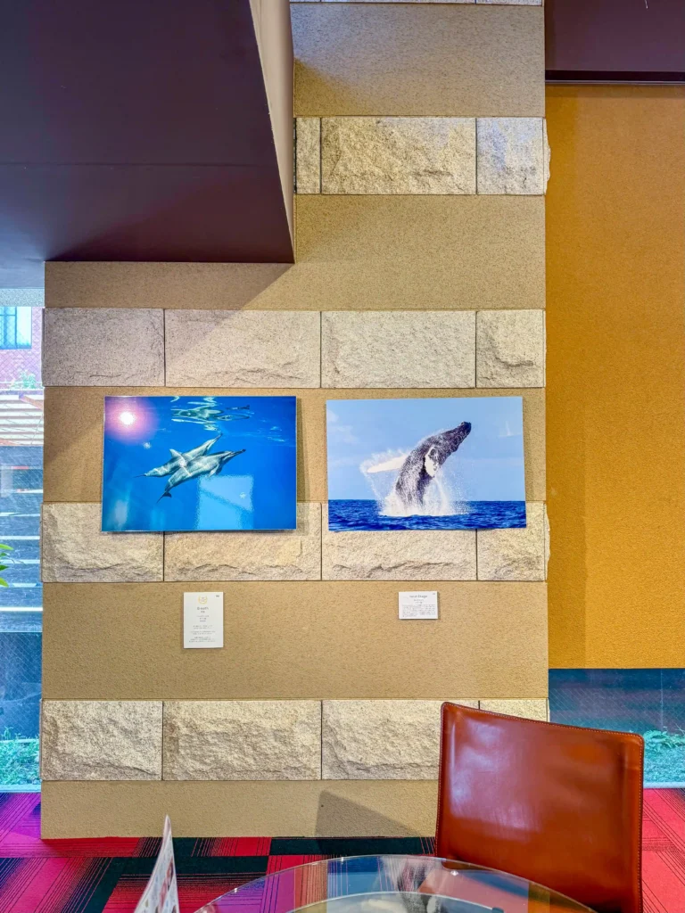 2026年7月27日〜8月10日、お菓子の香梅ドゥ・アート・スペース人吉店にてDOLPHIN EYES 展示会の様子
