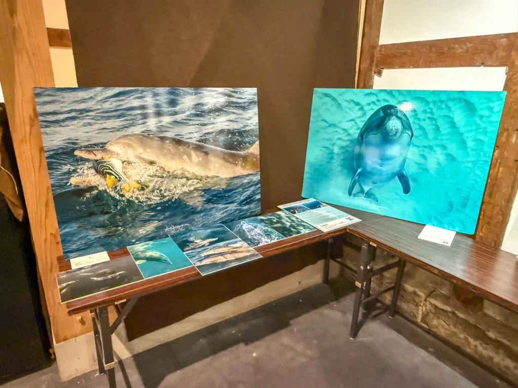 2026年7月11日〜12日、御船街なかギャラリーにてDOLPHIN EYES 展示会の様子の画像